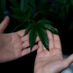 Photo of Person Holding Cannabis Plant